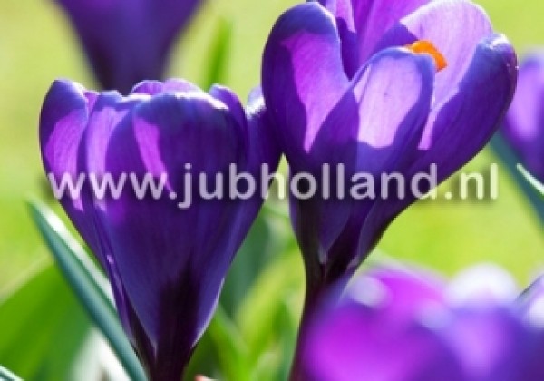 Crocus vernus Flower Record 8/9
