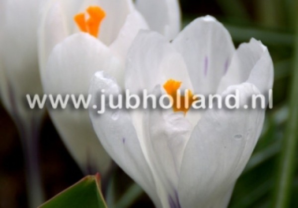 Crocus vernus Jeanne d´Arc 8/9