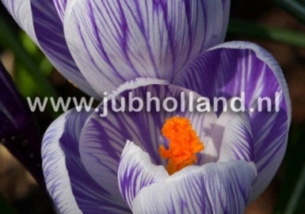 Crocus vernus Pickwick 8/9