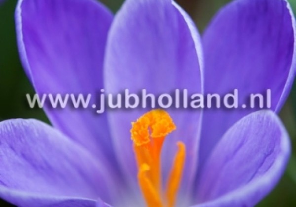 Crocus vernus Remembrance 8/9