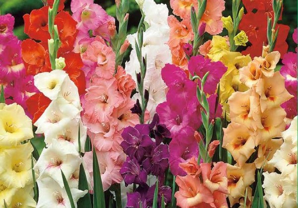 Hosta Aqua-Green With Glass (dāvanu kaste)