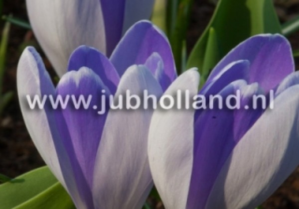 Crocus vernus Vanguard 8/9
