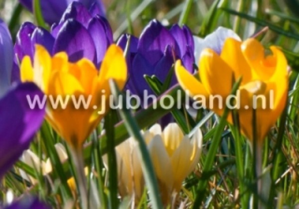 Crocus vernus Large Flowering Mix 8/9