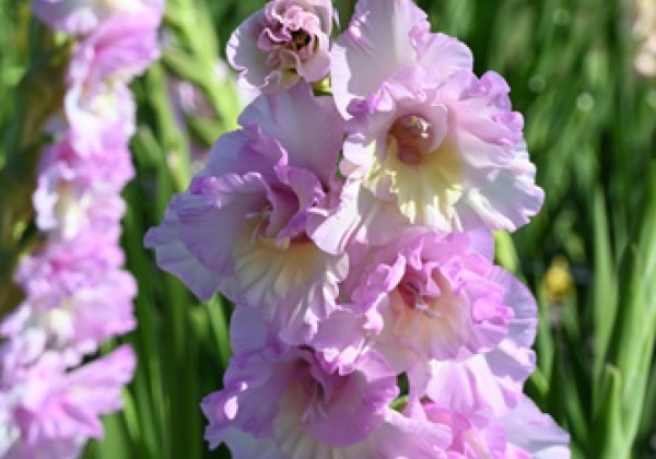 Gladiolus Magenta Princess