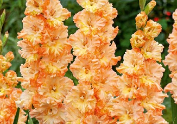 Sīpolpuķu maisījums Blooming Summer Evi