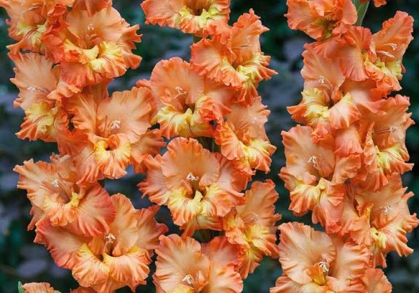 Sīpolpuķu maisījums Blooming Summer Suze