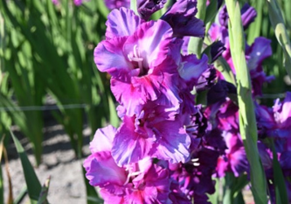 Gladiolus Purple Art