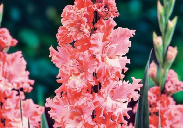 Sīpolpuķu maisījums Blooming Summer Lotte