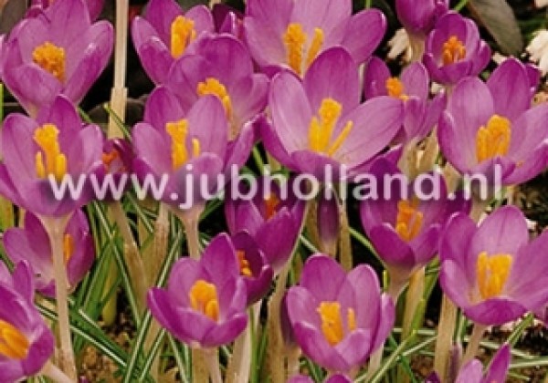 Crocus tommasinianus Barr's Purple 5/+
