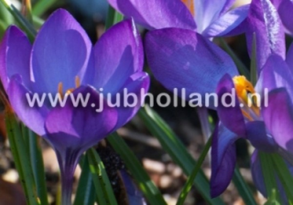 Crocus tommasinianus Ruby Giant 5/+