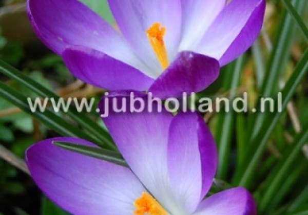 Crocus tommasinianus Whitewell Purple 5/+