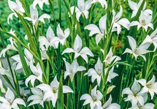 Gladiolus Colvillei Albus