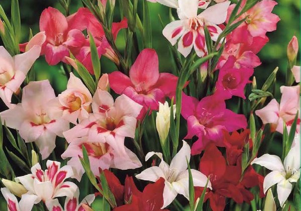 Freesia Double (750)