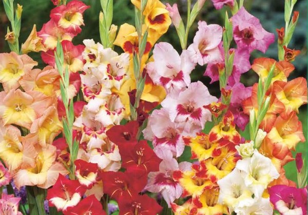 Gladiolus Butterfly Mix 10/12