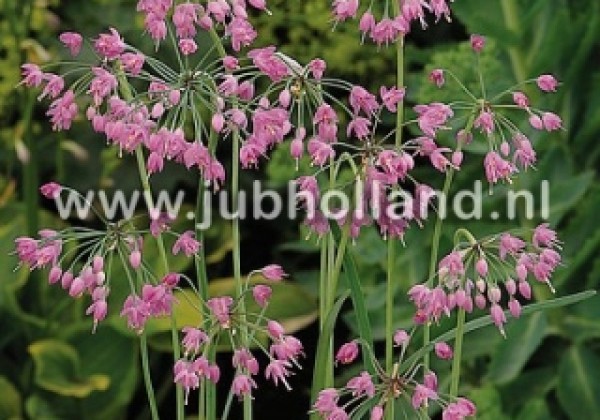 Allium Cernuum