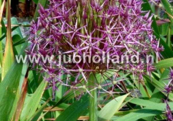 Allium christophii 14/+