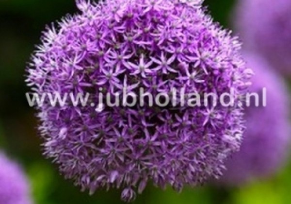 Allium Gladiator 20/+