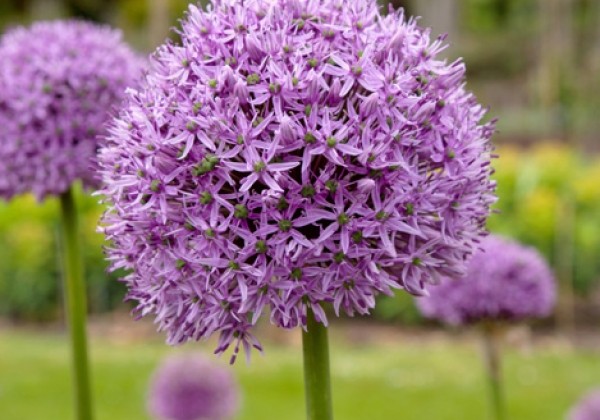Allium Gladiator 20/+