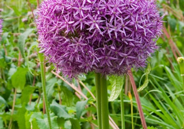 Allium Globemaster 20/+