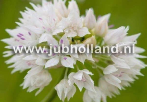 Allium Graceful Beauty 6/+
