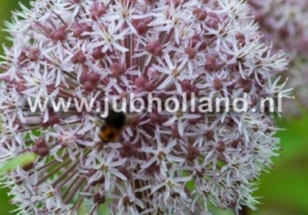 Allium Karataviense 12/14