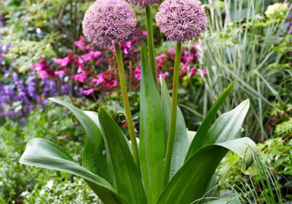 Allium Lucky Balloons 18/20