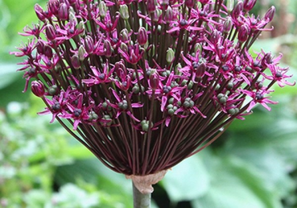 Allium Magic 12/14