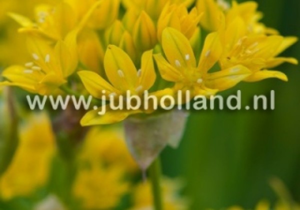Allium Moly 5/+