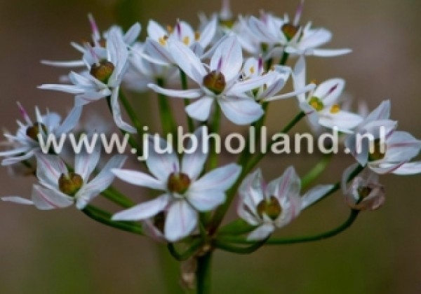 Allium neapolitanum 4/+