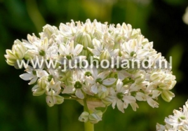 Allium nigrum (multibulbosum) 12/+