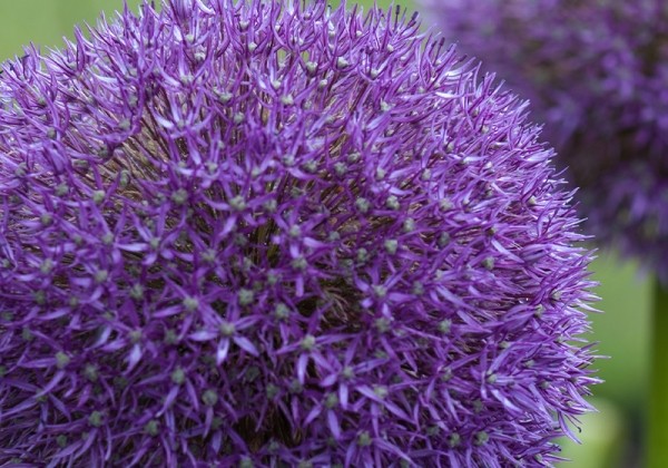 Allium Pinball Wizard 18/20