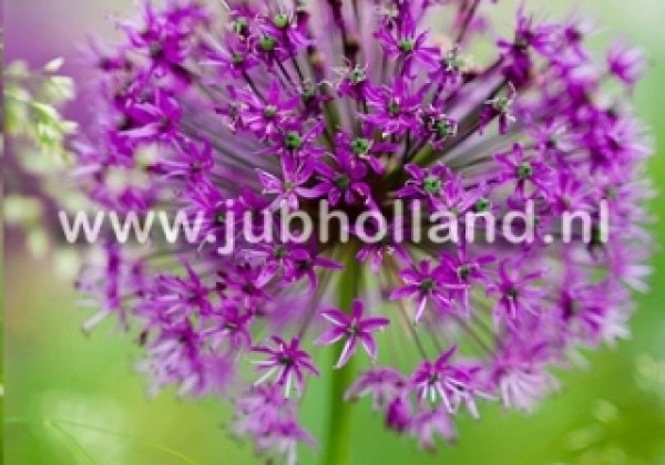 Allium Purple Sensation 12/14