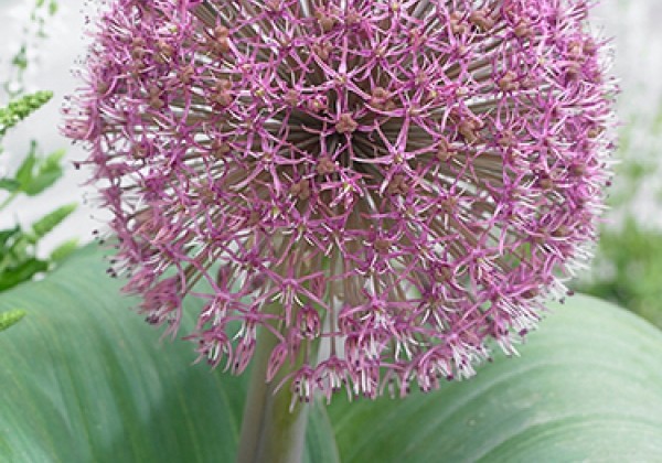 Allium Red Giant 14/+