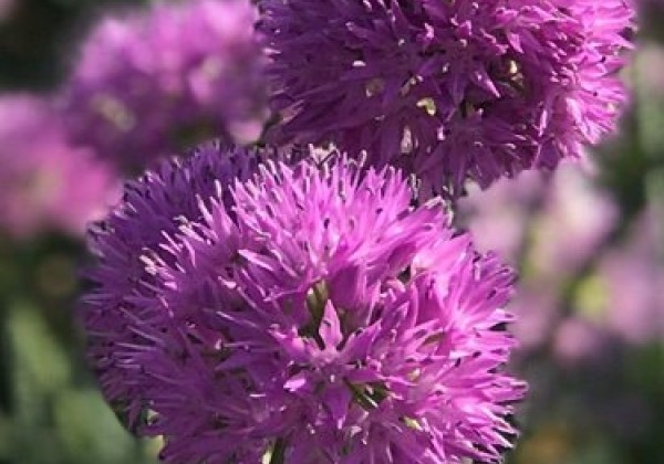 Allium Rosy Dream 6/+