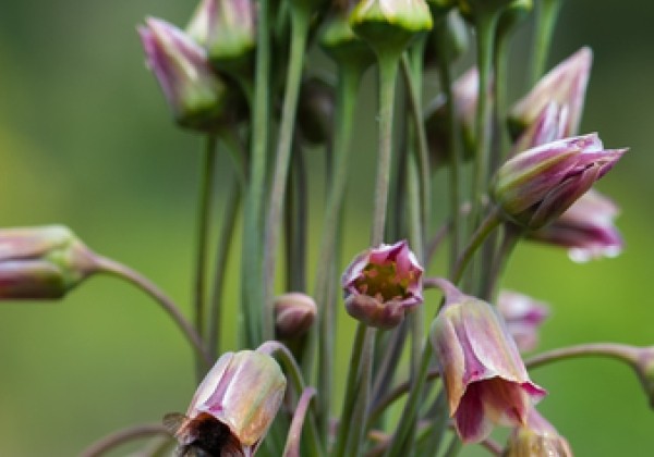 Allium Siculum 10/12