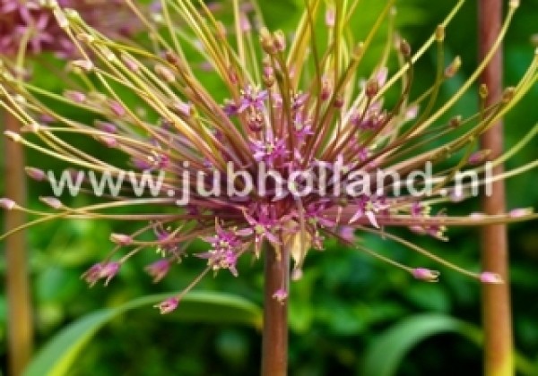 Allium schubertii 12/14