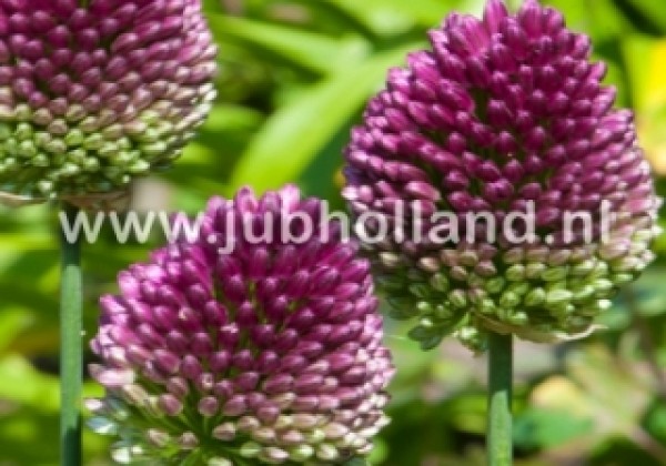 Allium sphaerocephalon 6/+