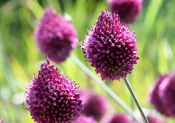 Allium Sphaerocephalon 6/+