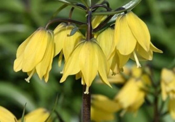 Fritillaria imperialis Helena 24/+