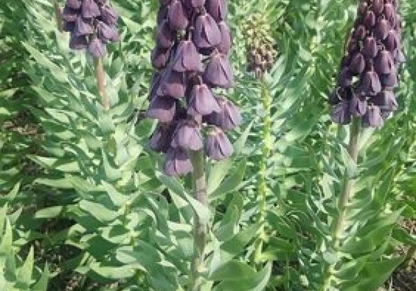 Fritillaria persica Purple Favorite  18/20