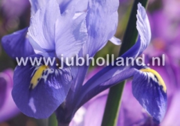 Iris reticulata Harmony 6/+