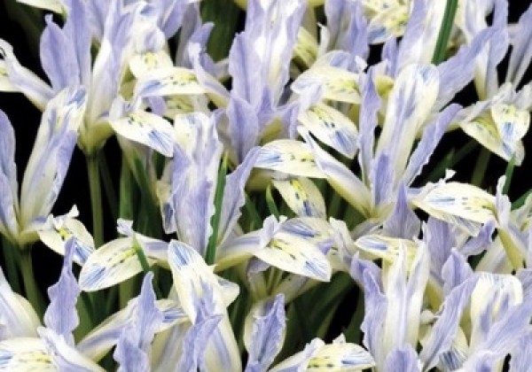 Iris reticulata Painted Lady 6/+