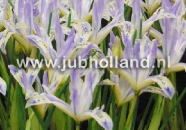 Iris reticulata Pauline 6/+