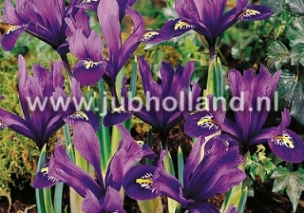 Iris reticulata Pixie 6/+