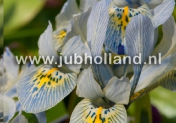 Iris reticulata Katharine Hodgkin 6/+