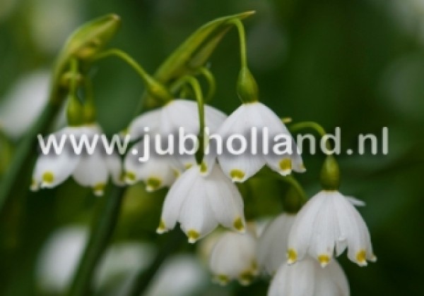 Leucojum aestivum 10/12