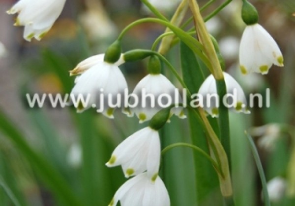 Leucojum aestivum Gravetye Giant 12/14