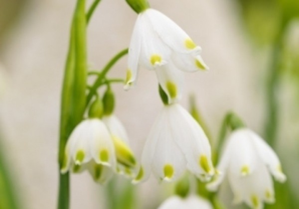 Leucojum vernum