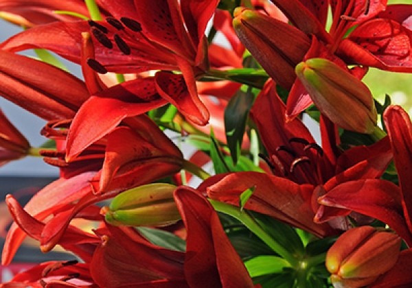 Lilium OR Red 16/18