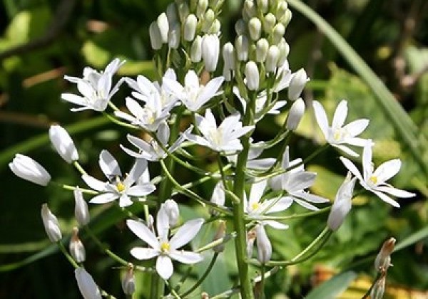 Ornithogalum sochii Sochii 12/+